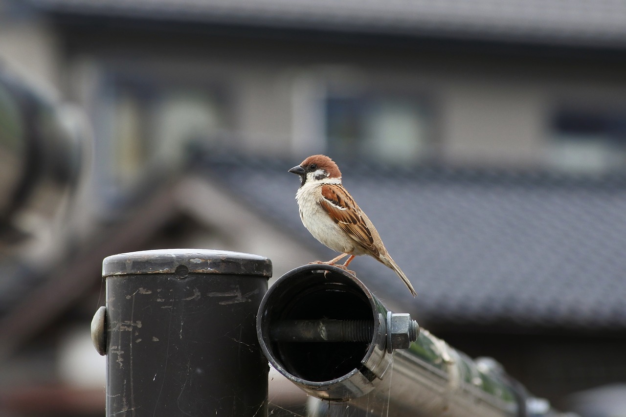 Image - animal little bird sparrow