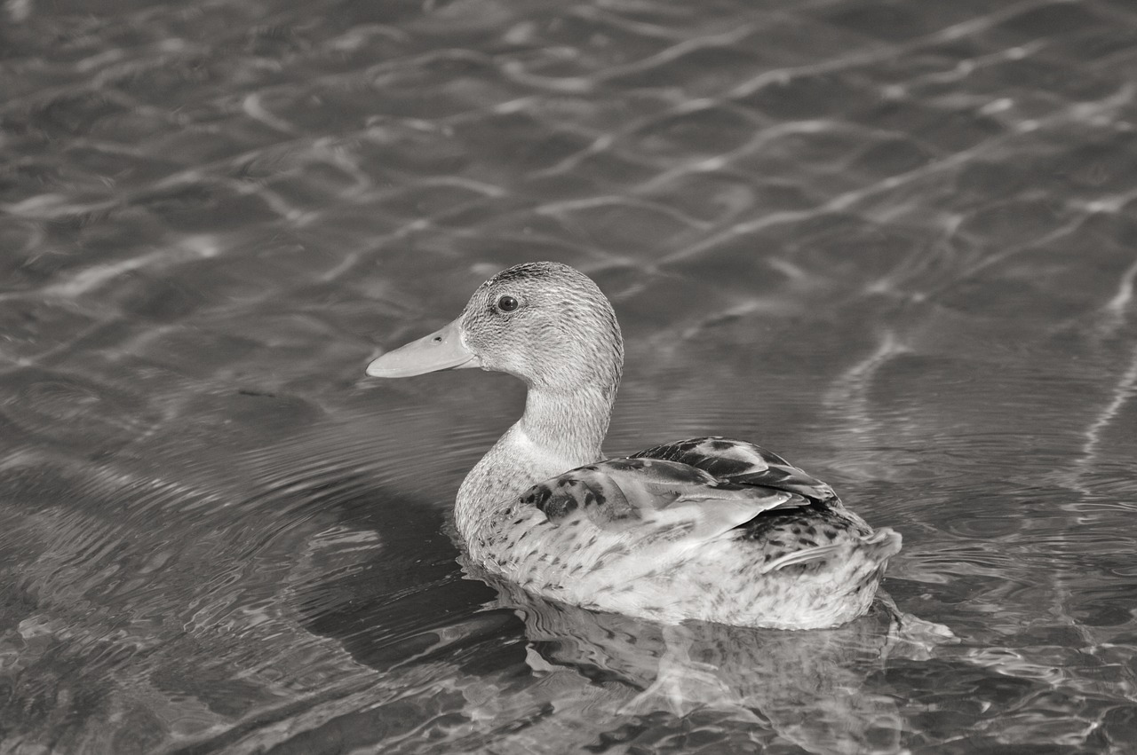 Image - ducks young duck waterfowl bird