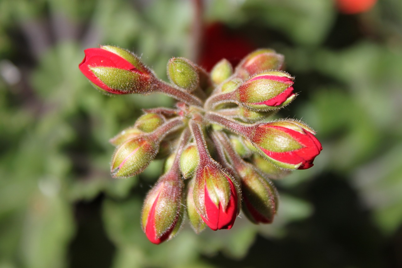 Image - buds red pelargonia green flowers