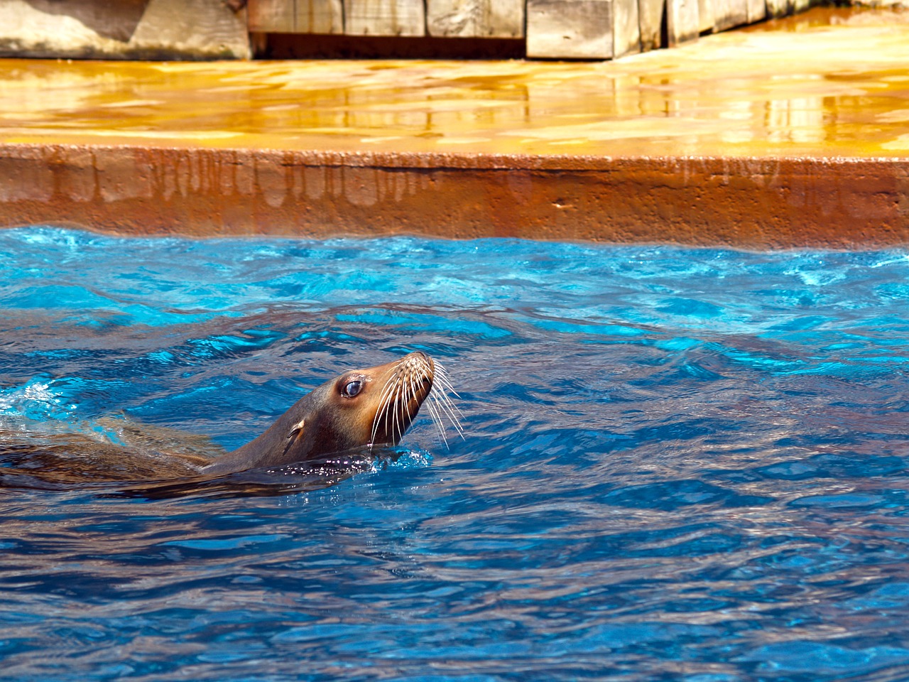 Image - seal master pool park cabárceno