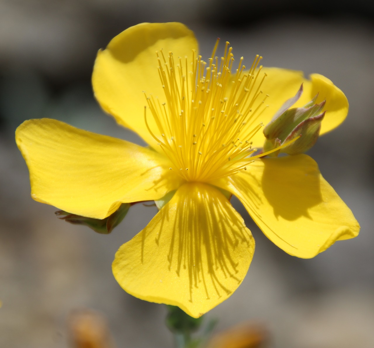 Image - stone garden blossom bloom yellow