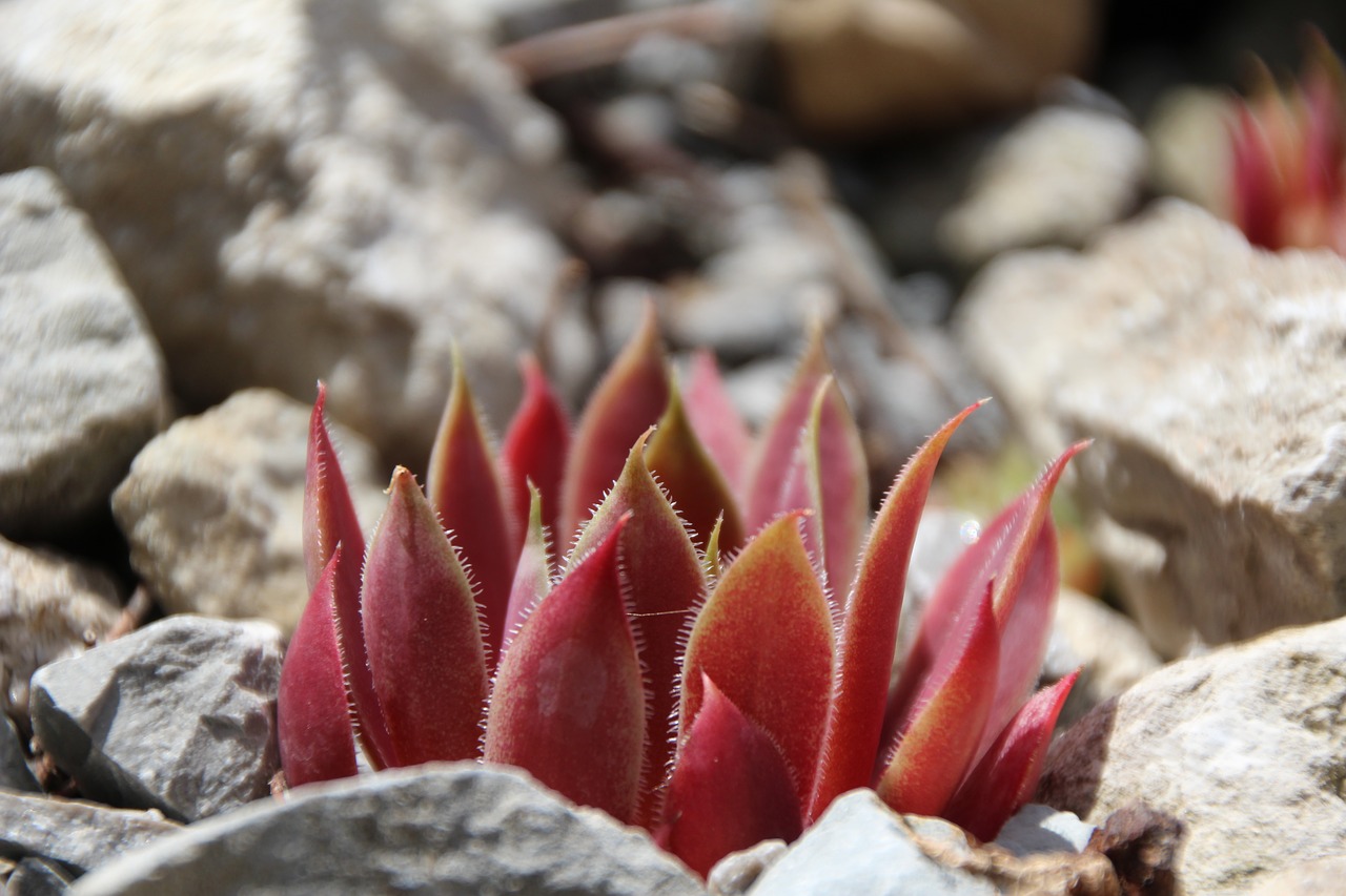 Image - wurz stone garden red