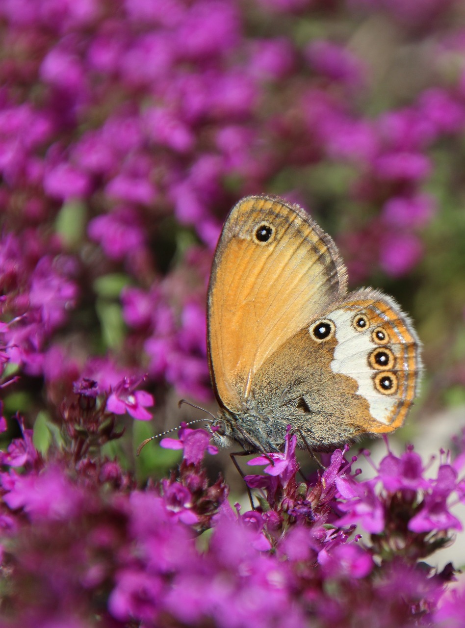 Image - butterfly public record