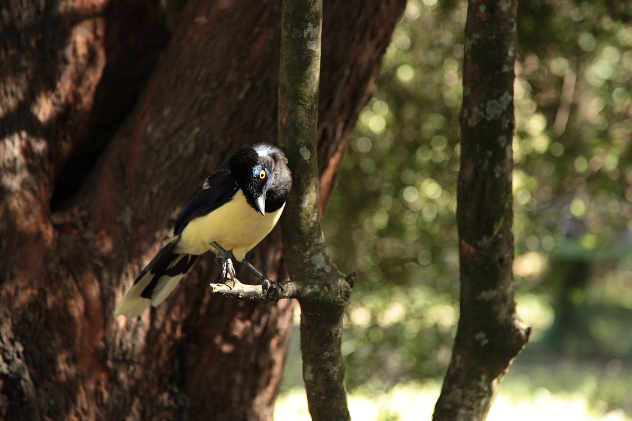 Image - magpie bird nature animal ave