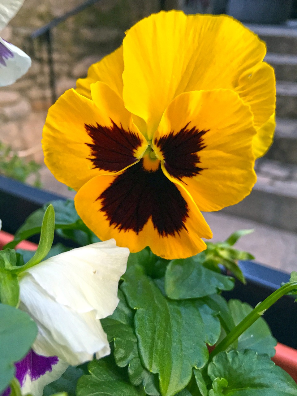 Image - yellow flower petunia nature