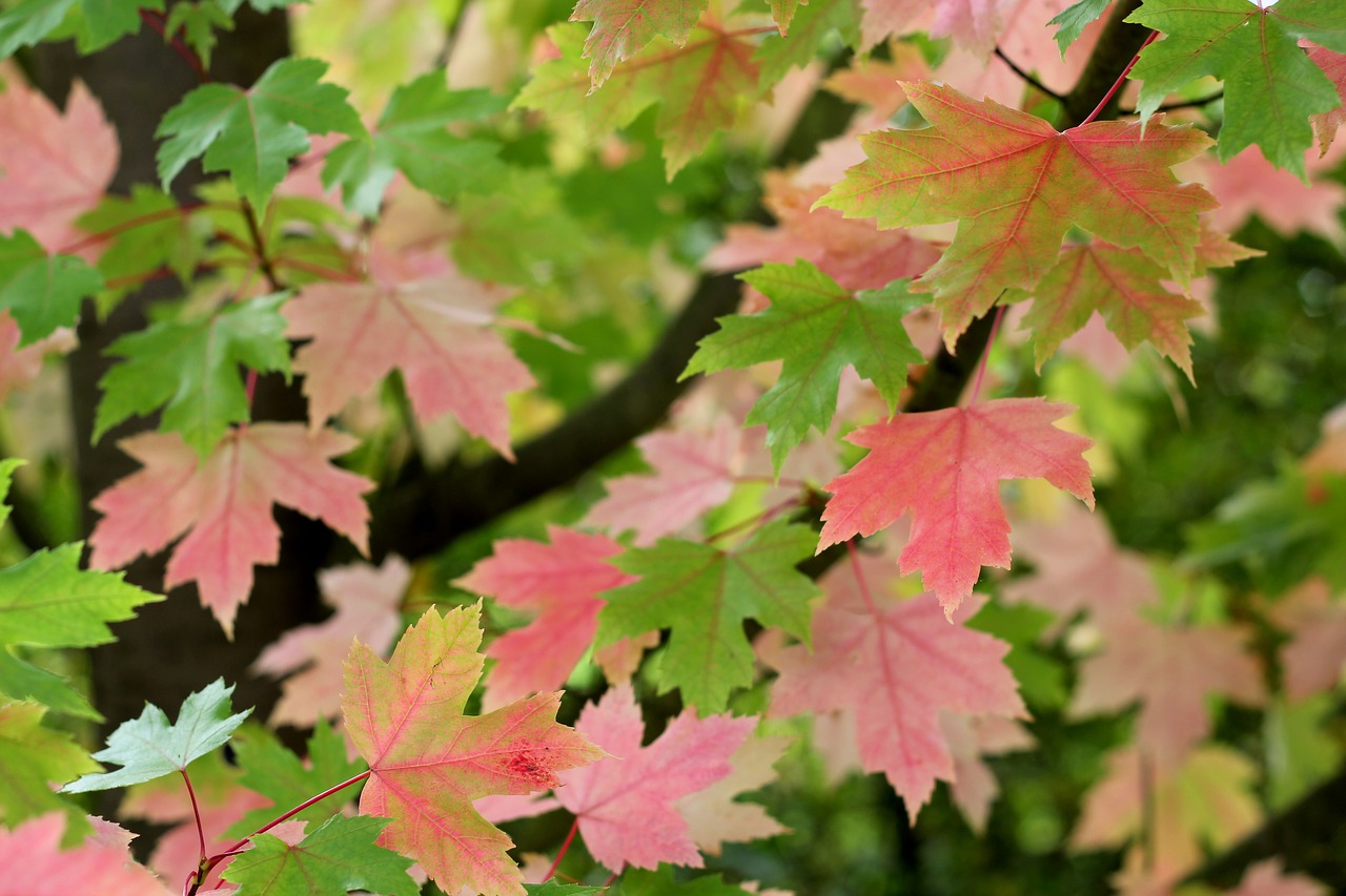 Image - acer leaves colour maple leaf