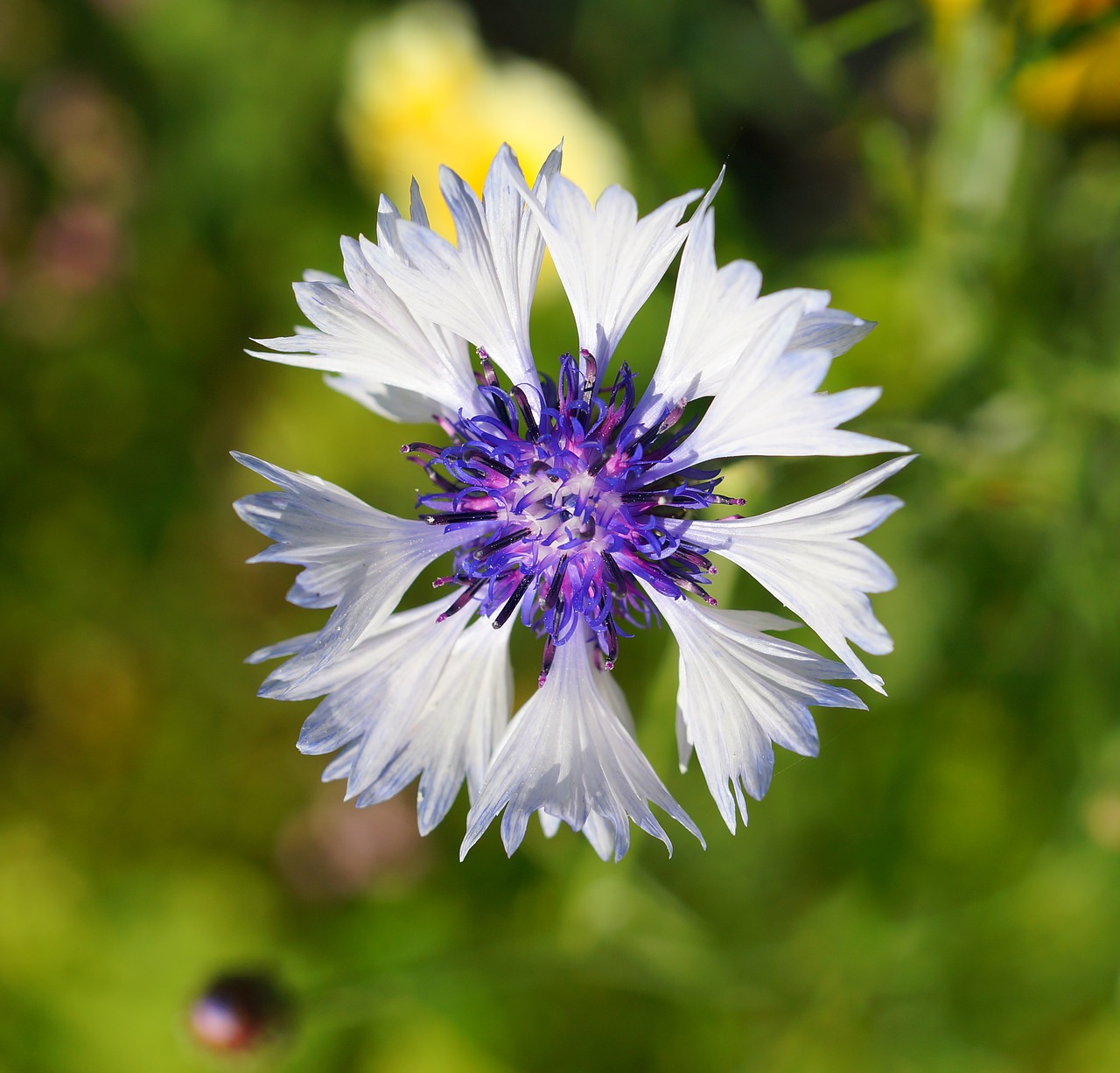 Image - cornflower bloom tender color