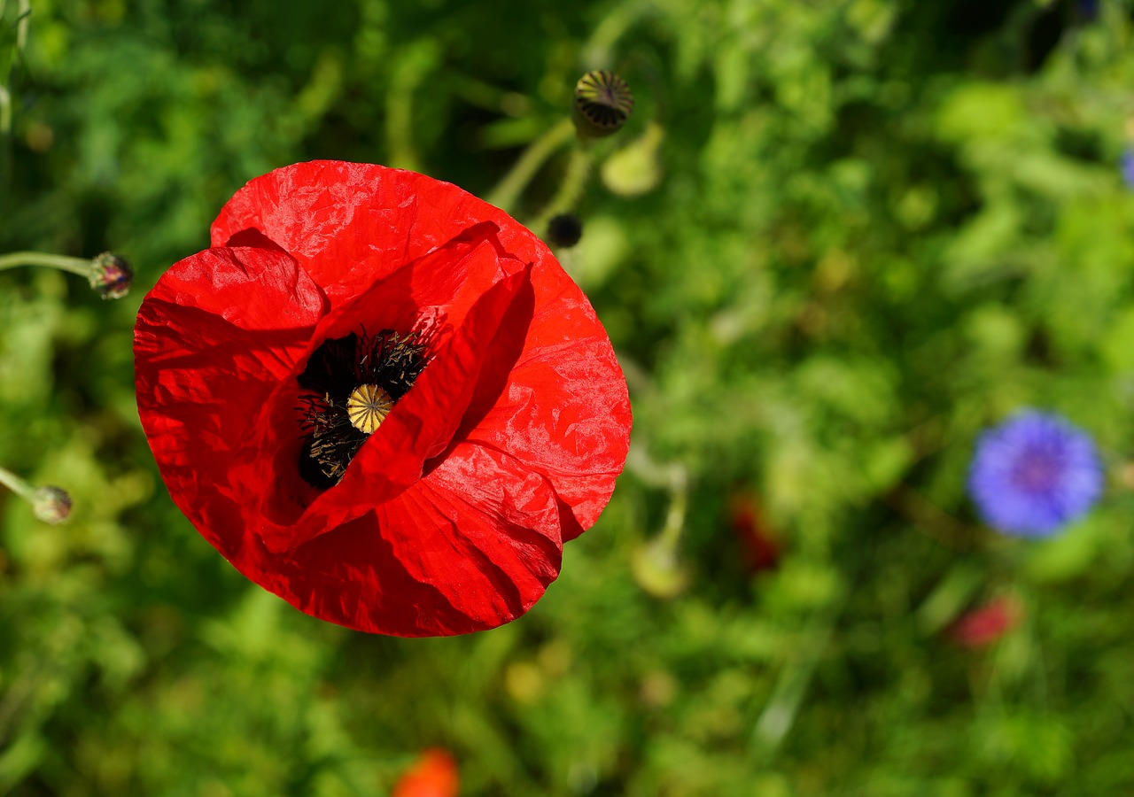 Image - poppy blossom bloom red flower