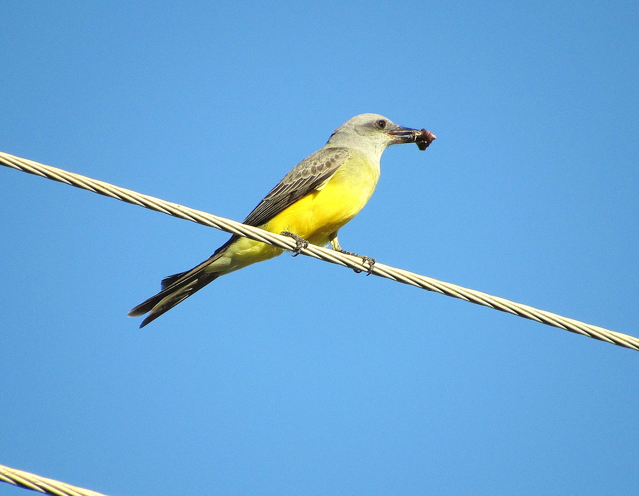 Image - bem te vi bird nature city