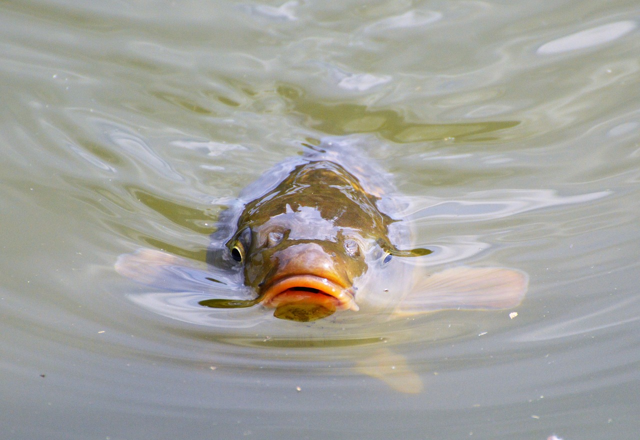 Image - carp fish appear swim pond water