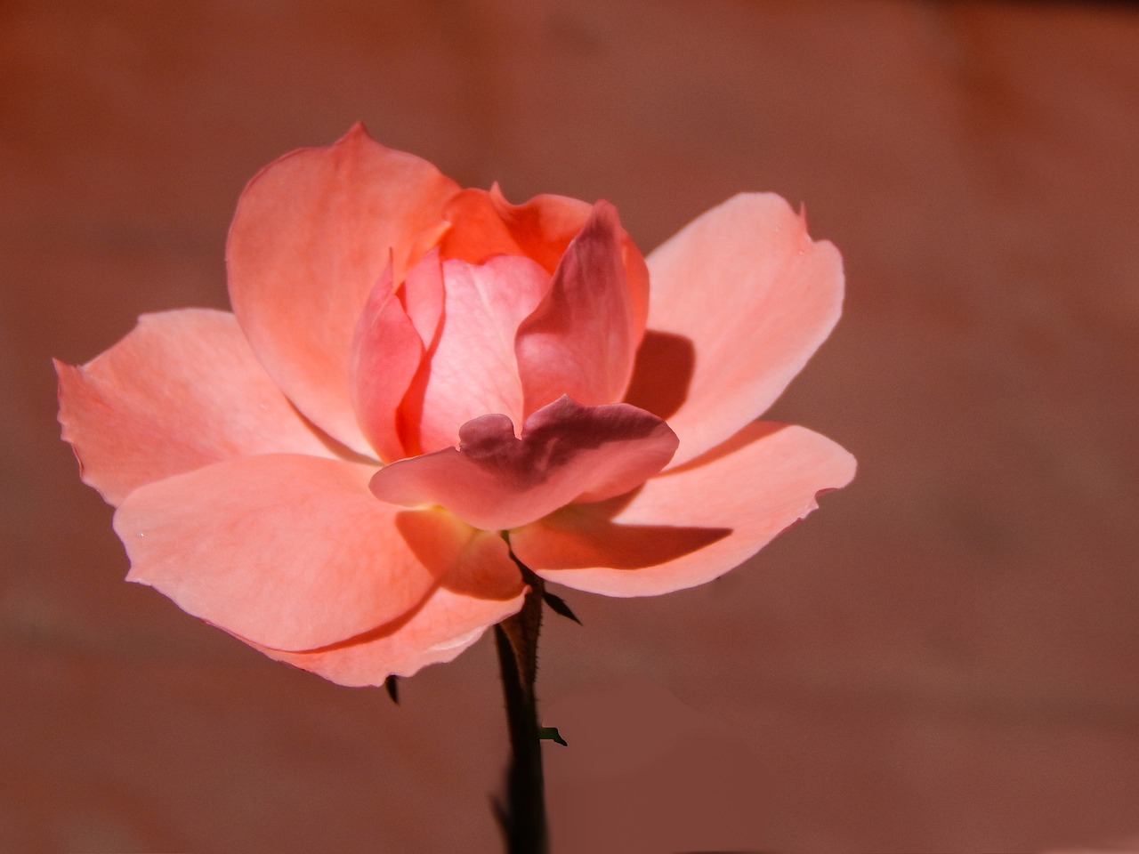 Image - rosa flower pink petals roses