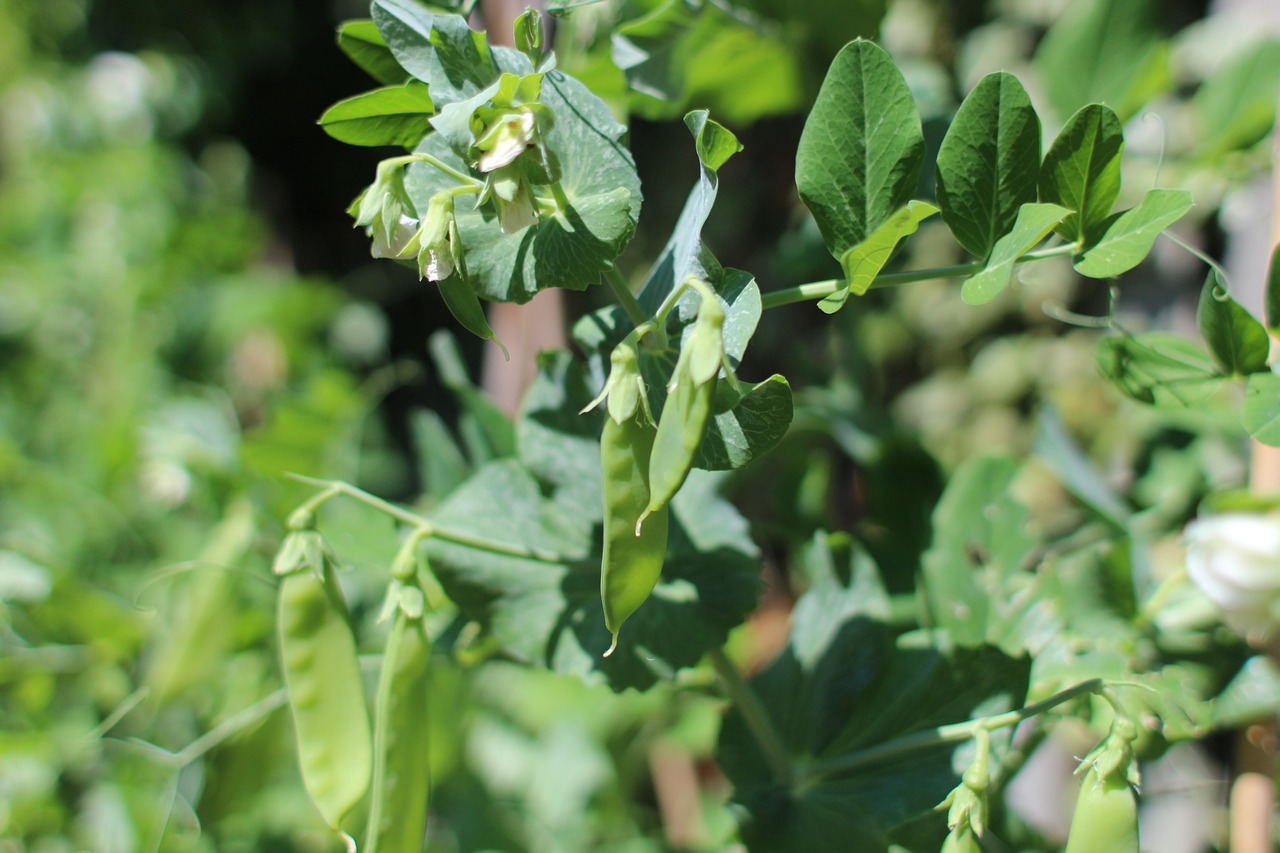 Image - mangetout pea plant food green