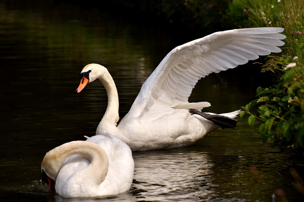 Image - swan water bird stretch out relaxed