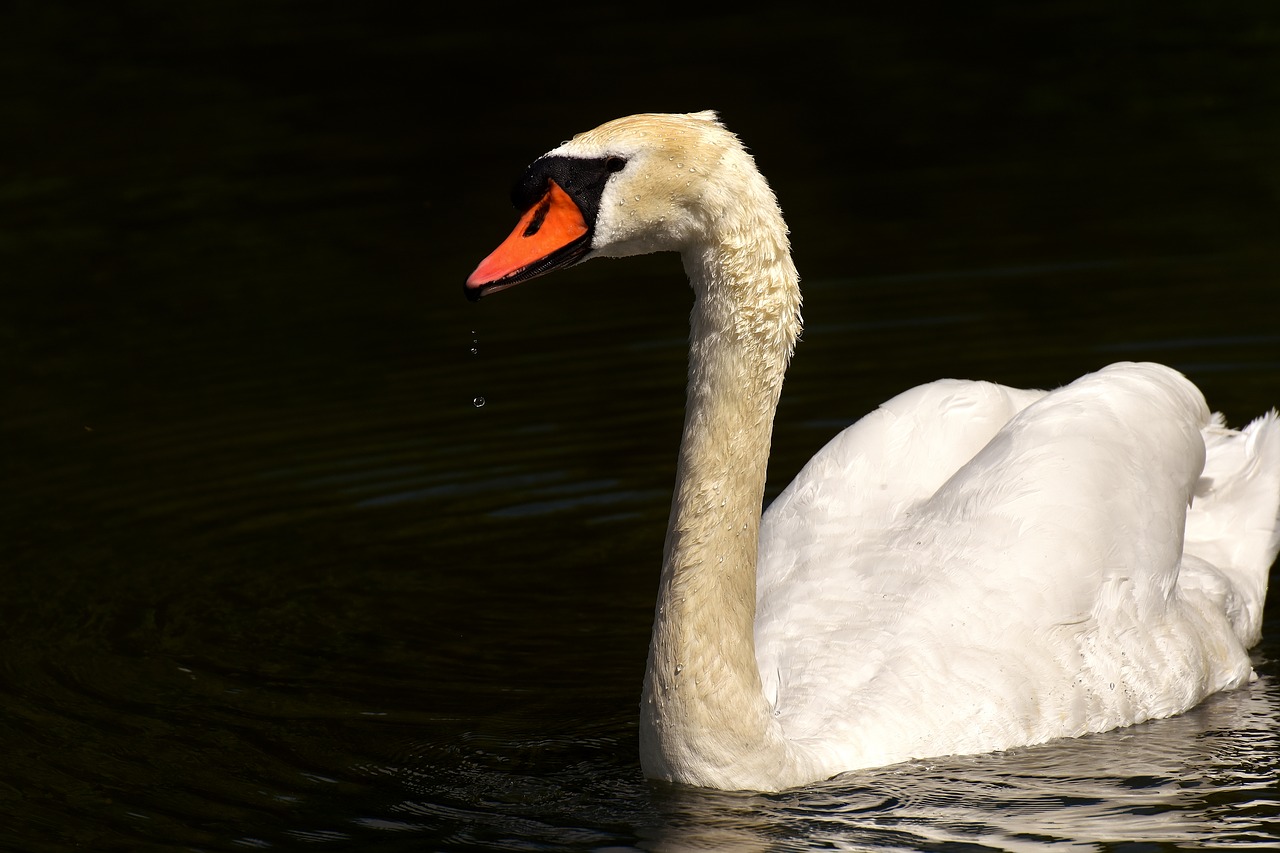 Image - swan water bird relaxed animal