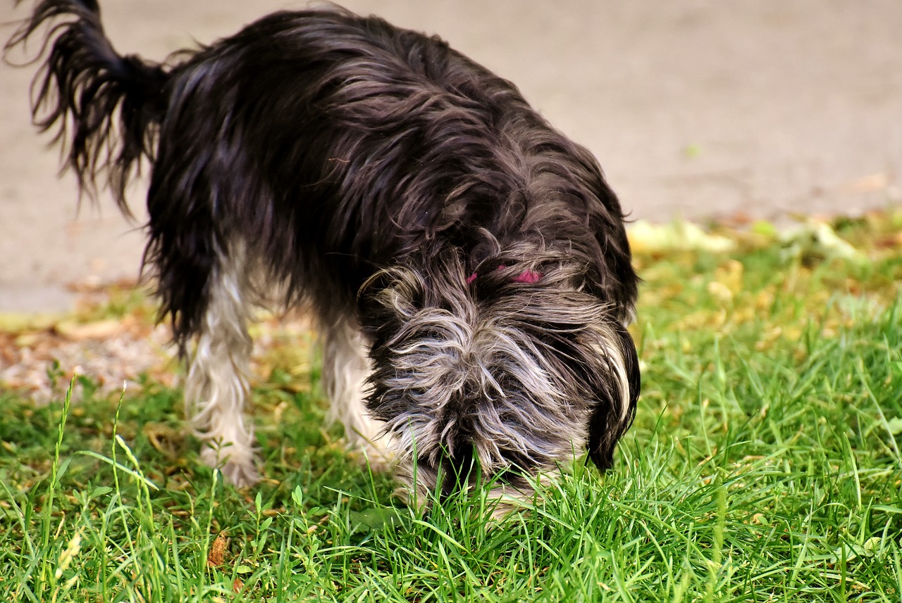 Image - dog wuschelig hybrid animal fur