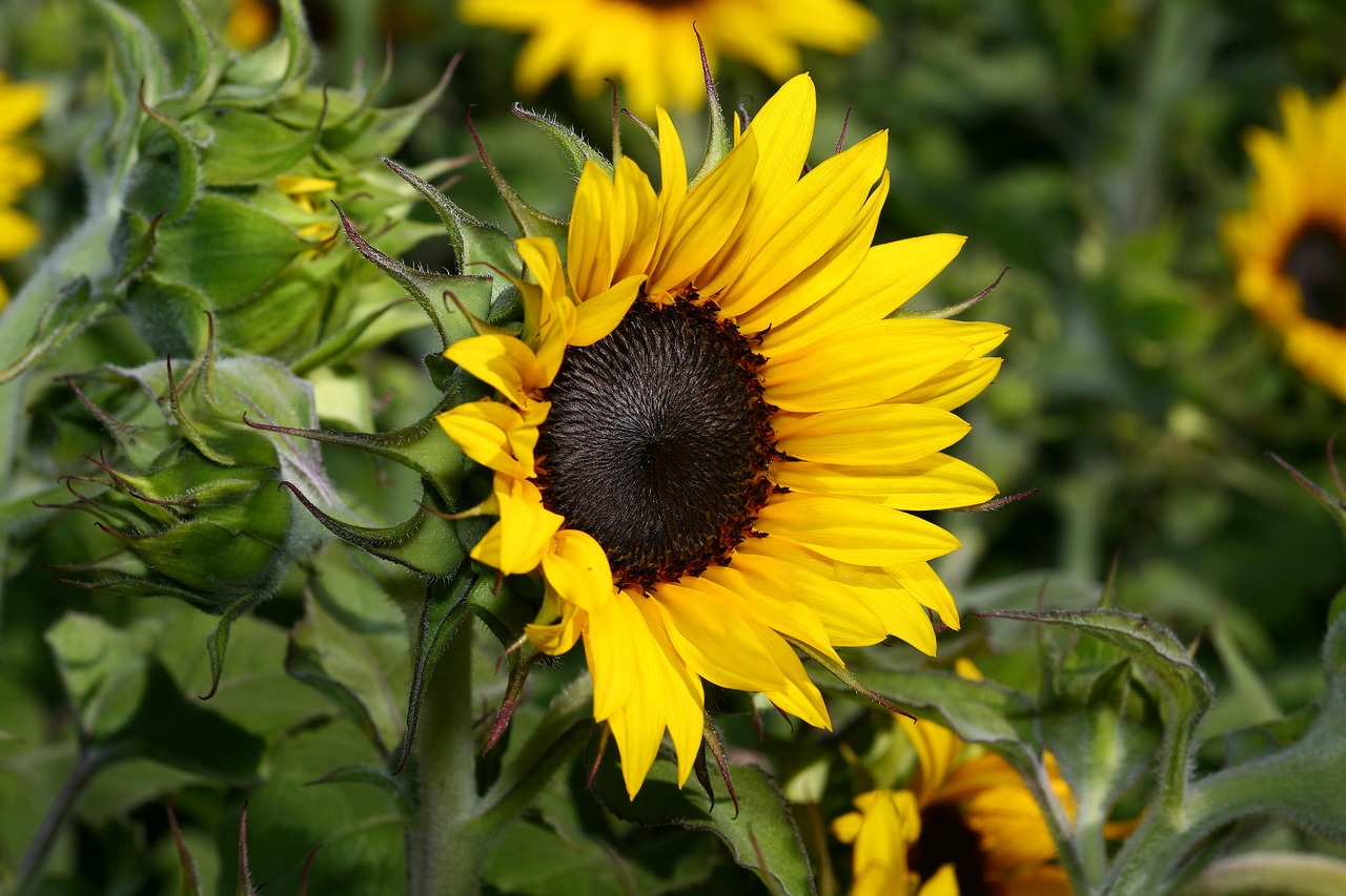 Image - my garden is the paradise