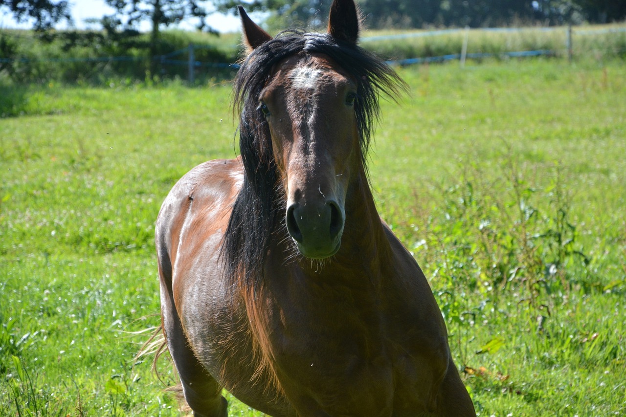 Image - horse run head play grass gallop