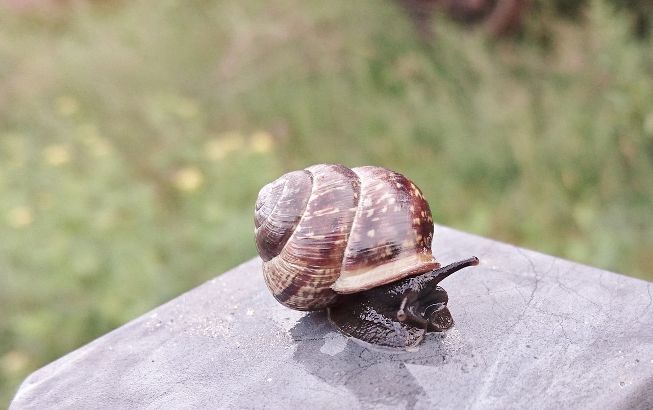 Image - seashell slug garden snail
