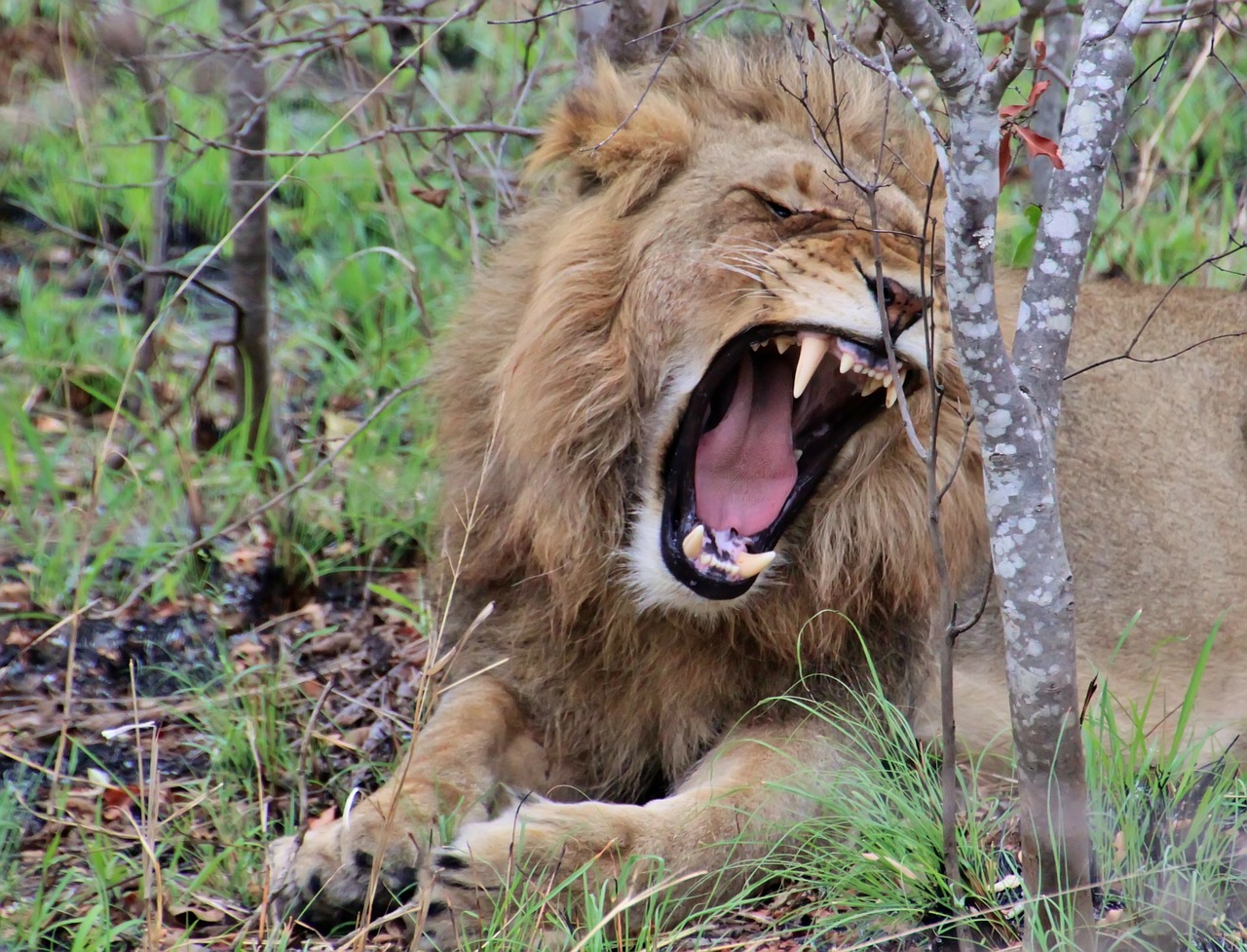 Image - lion young lion wild animal africa