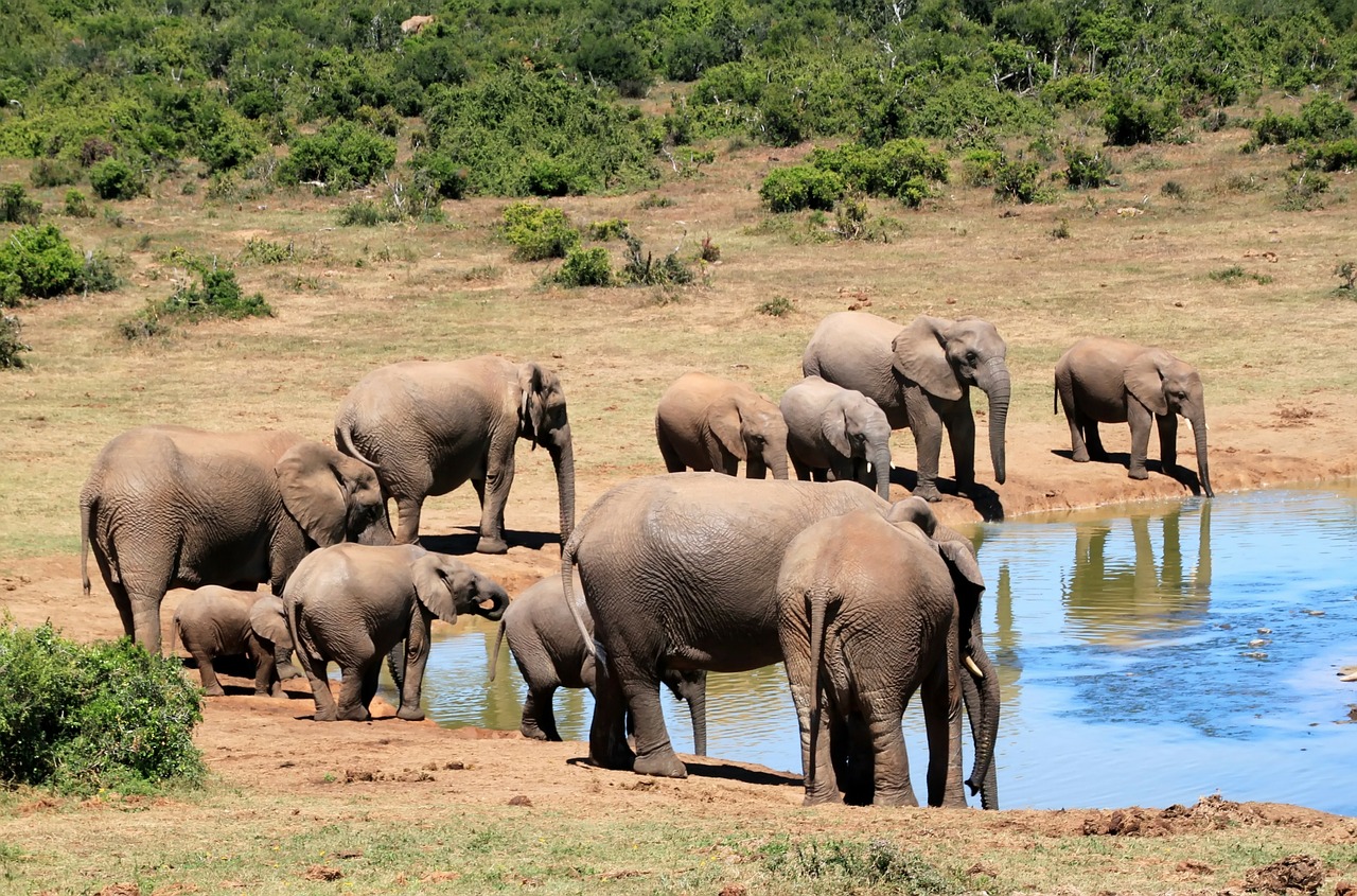 Image - elephant african bush elephant