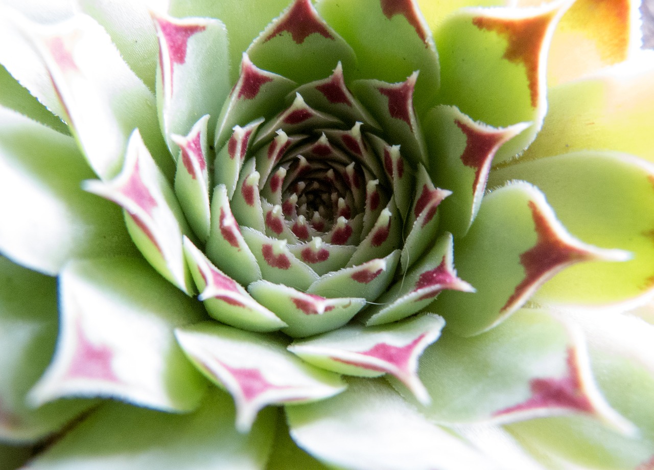 Image - roof houseleek rock plants green