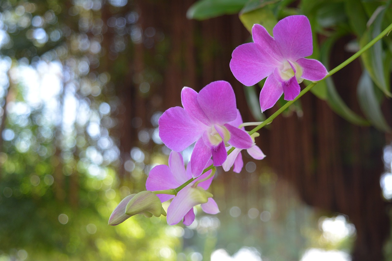 Image - orchid thai orchid flower flowers