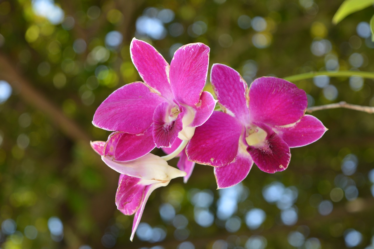 Image - orchid thai orchid flower flowers