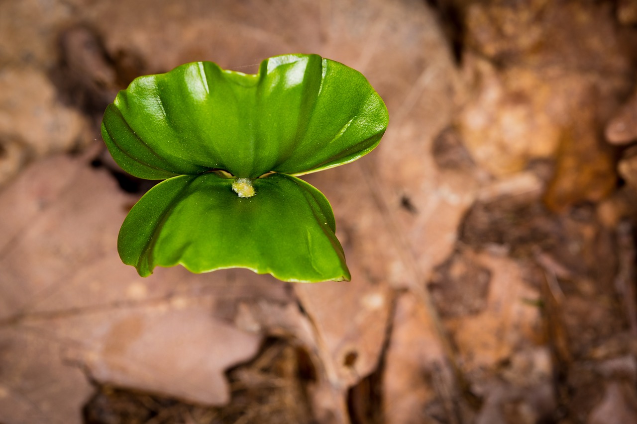 Image - leaf engine green plug boy shoots