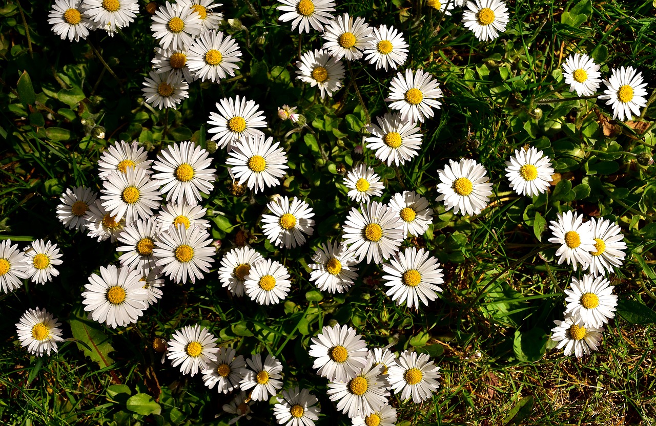 Image - daisy meadow flower spring