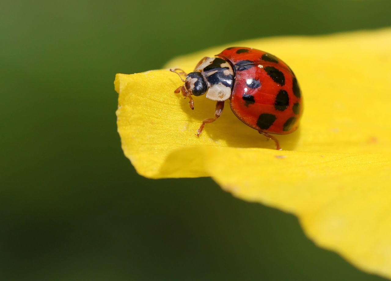 Image - ladybug beetle blossom bloom