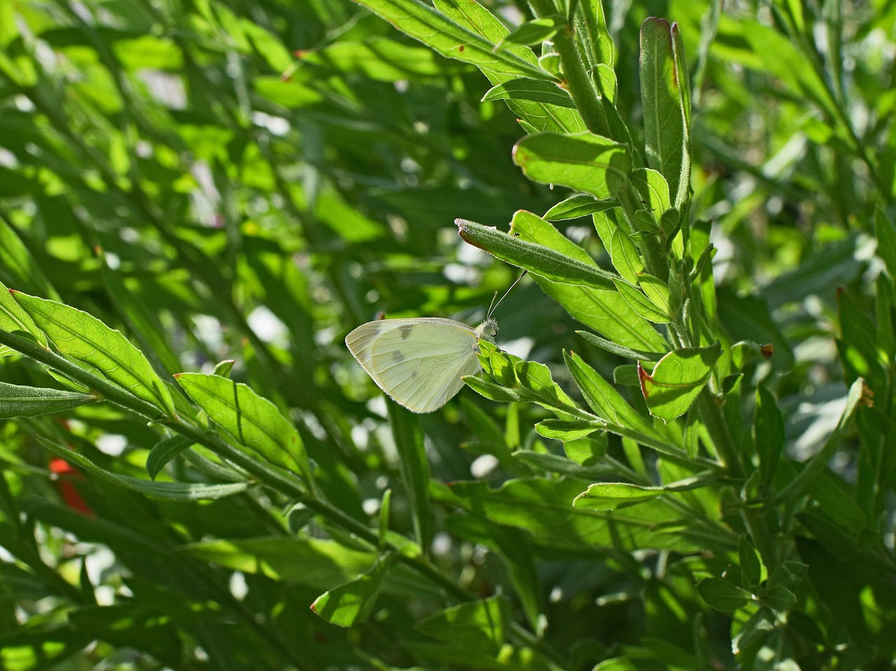 Image - cabbage white butterfly butterfly