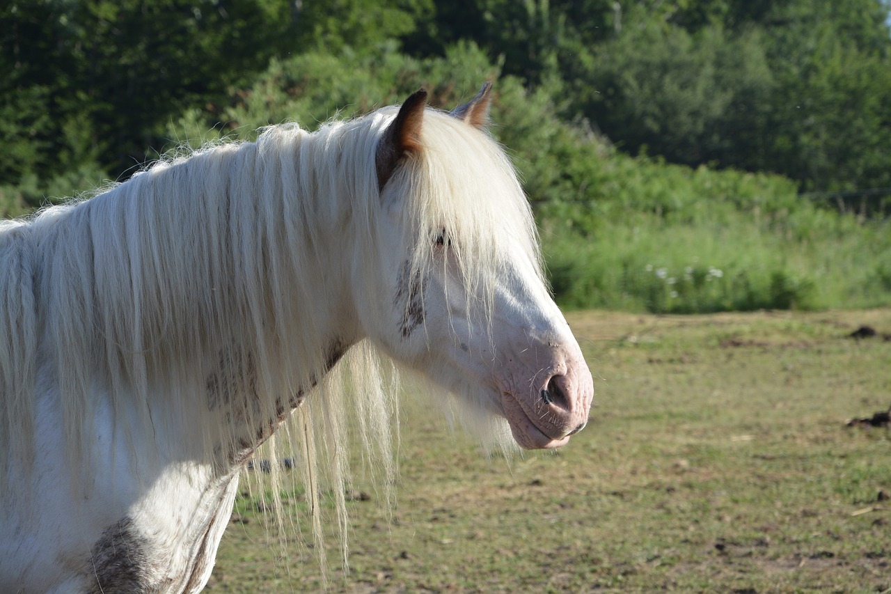 Image - horse mare filly head animals