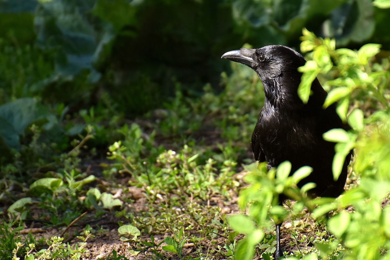 Image - common raven raven bird corvus corax