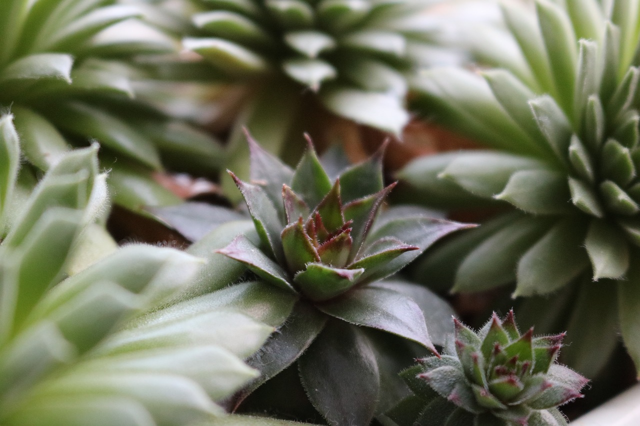 Image - plant succulent stone garden cactus