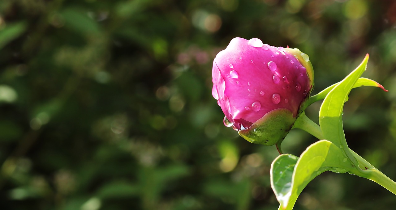 Image - peony bud peony bud flower nature