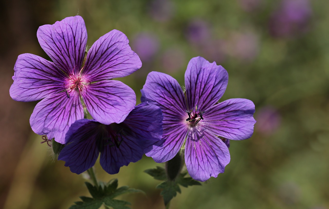 Image - cranesbill flowers flower blue