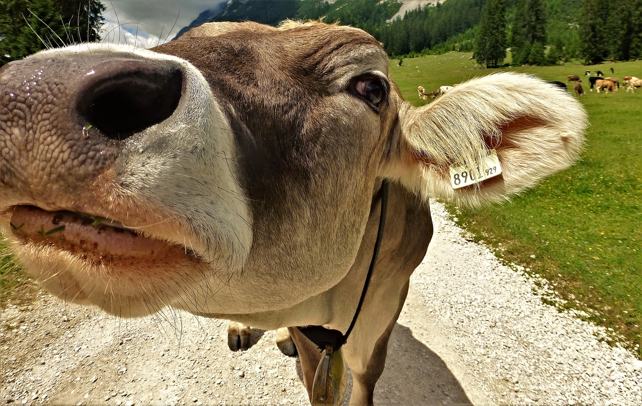 Image - cow beef herd animal pasture cows