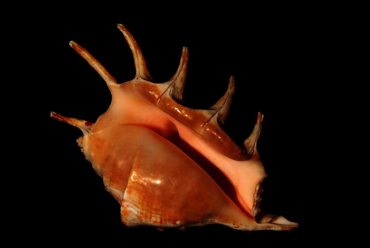 Image - mollusk seashell conch marine