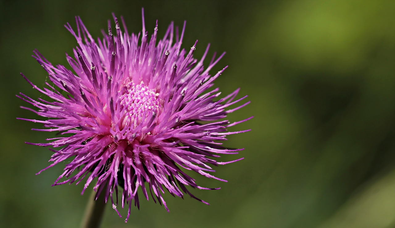 Image - thistle purple thistle plant nature