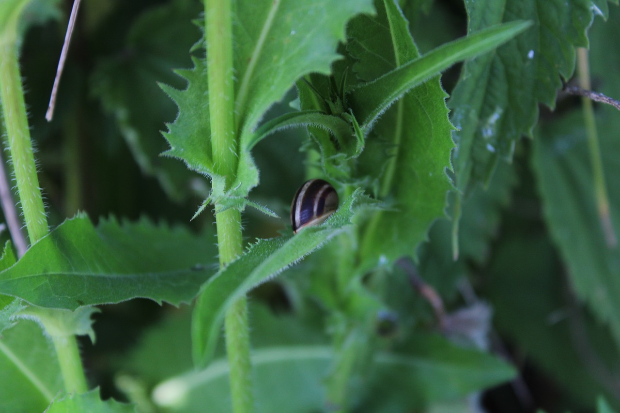 Image - snail nature winniczek grass