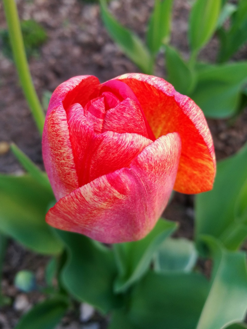 Image - tulip macro closeup flower spring