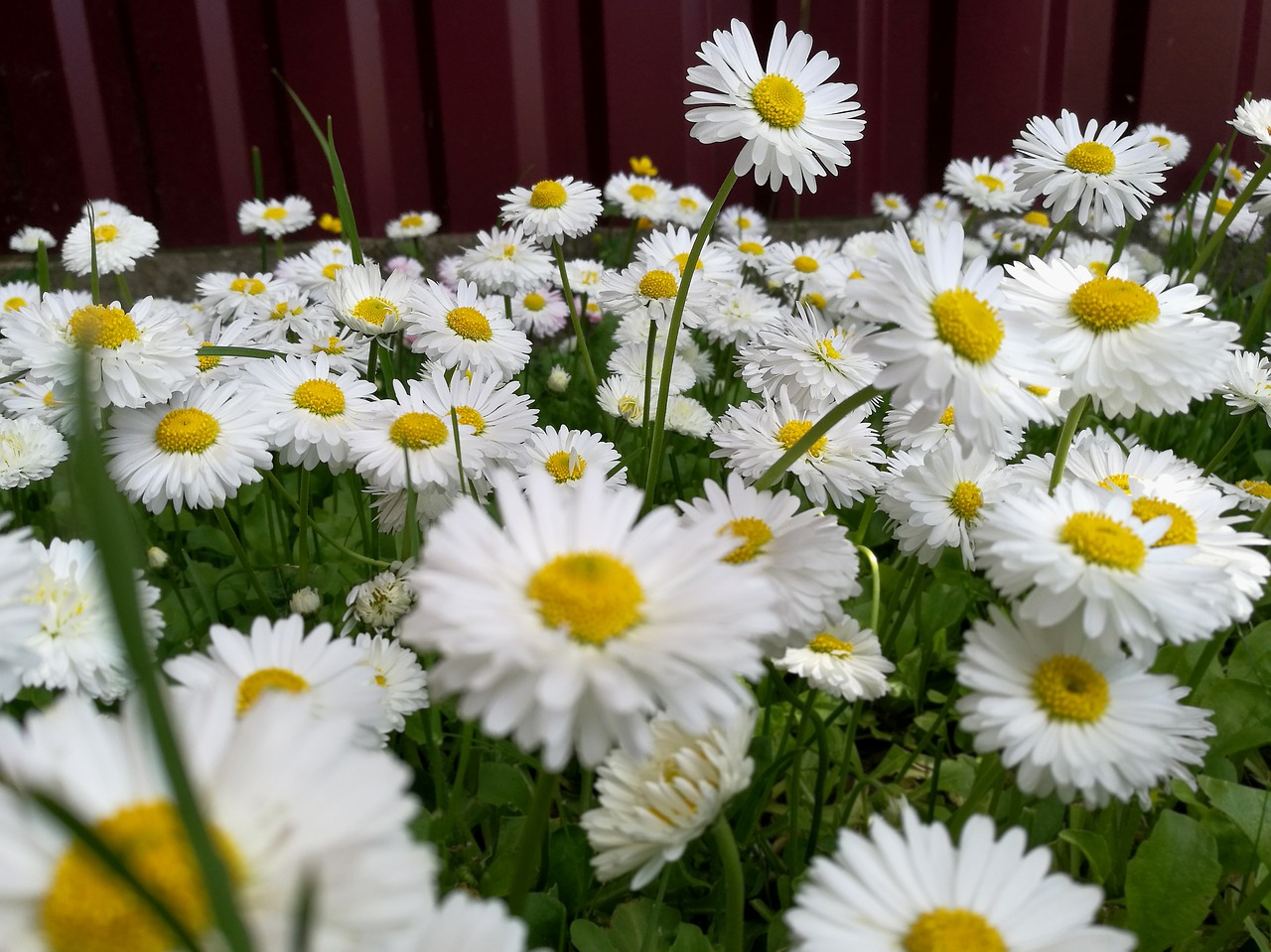 Image - daisies summer glade nature