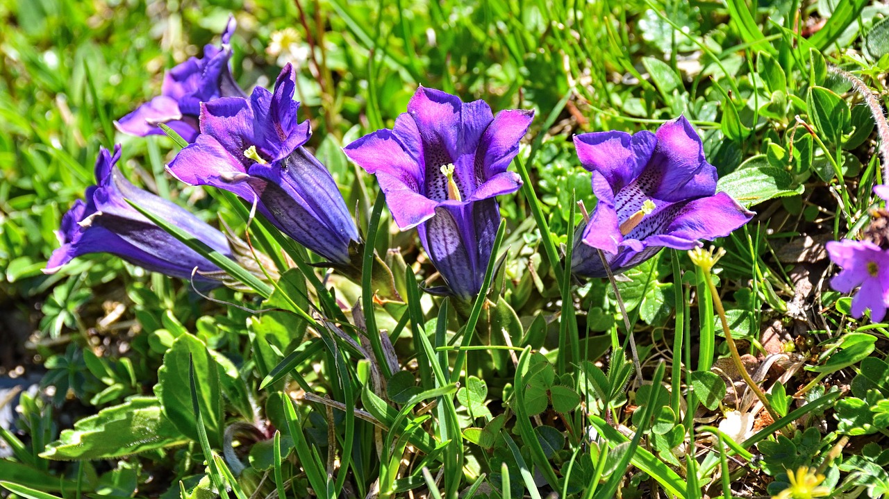 Image - gentian blossom bloom purple