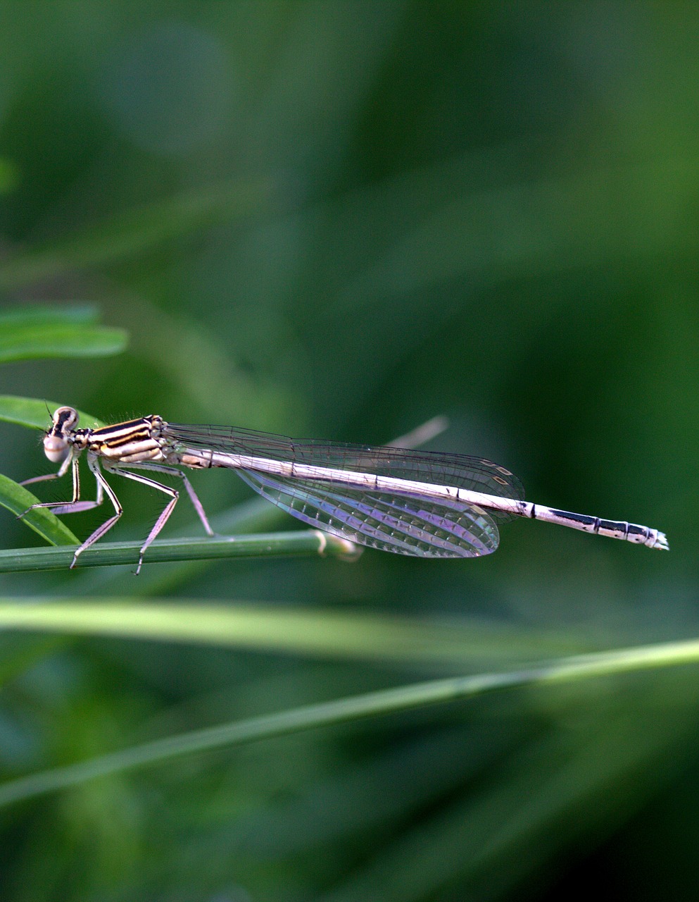 Image - dragonfly insecta wings plant