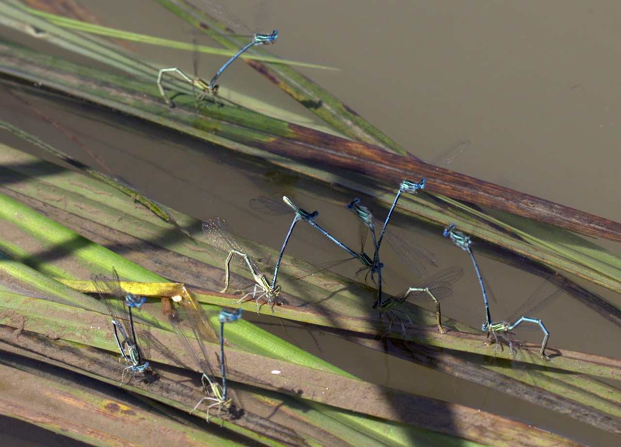 Image - dragonflies mating water