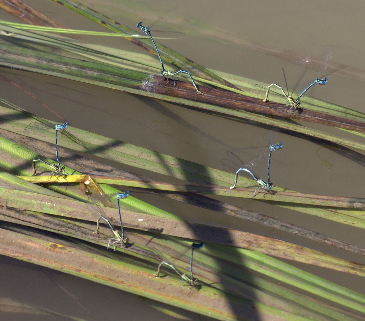 Image - dragonflies mating water