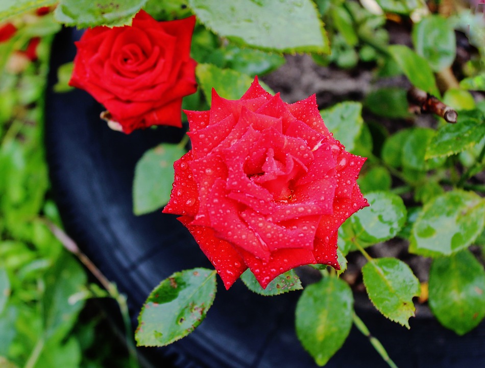 Image - rain garden roses flower