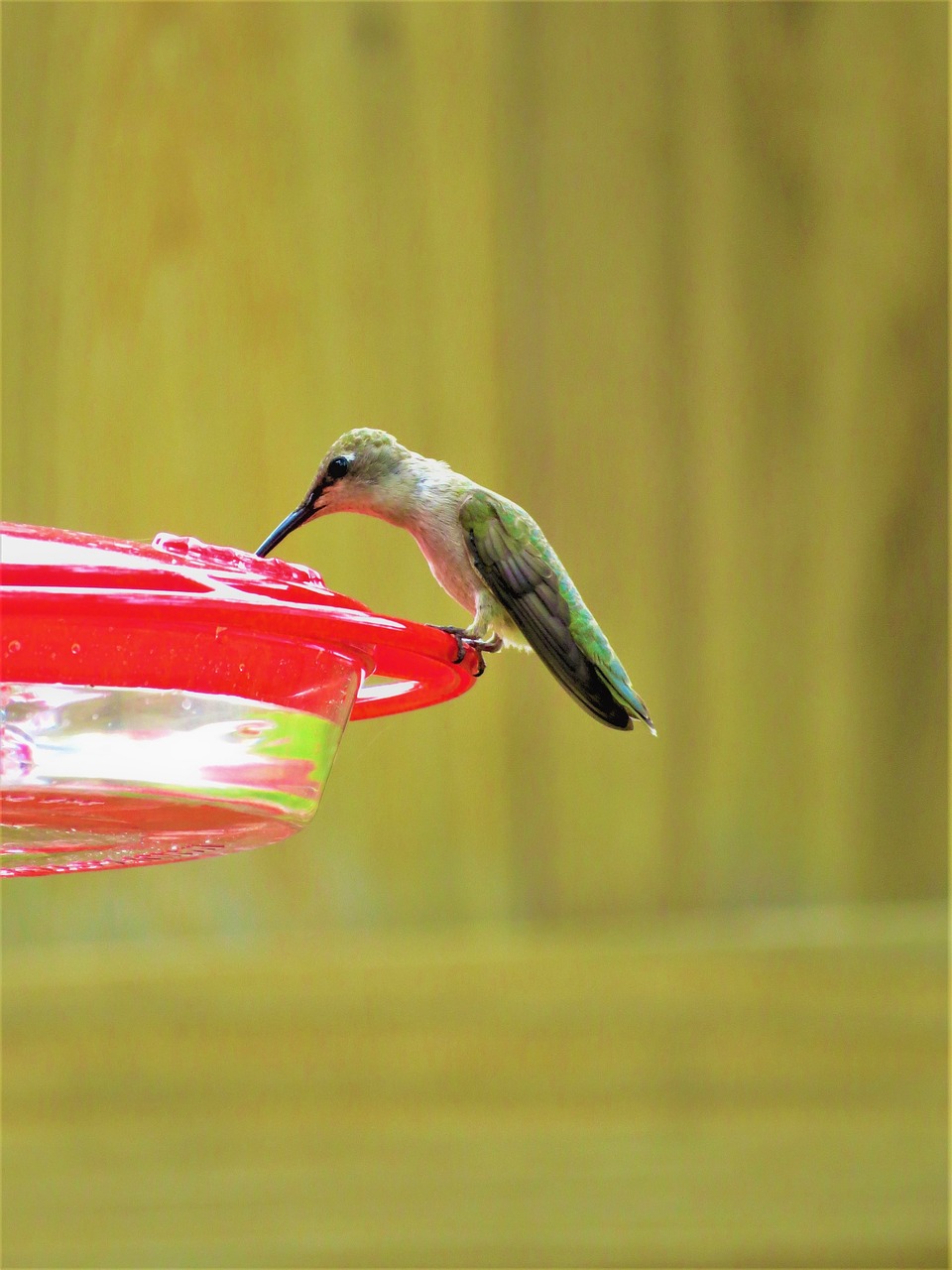 Image - humming bird green red wild