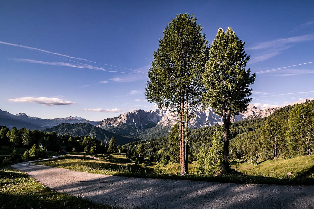 Image - larch zirm nature trees sky