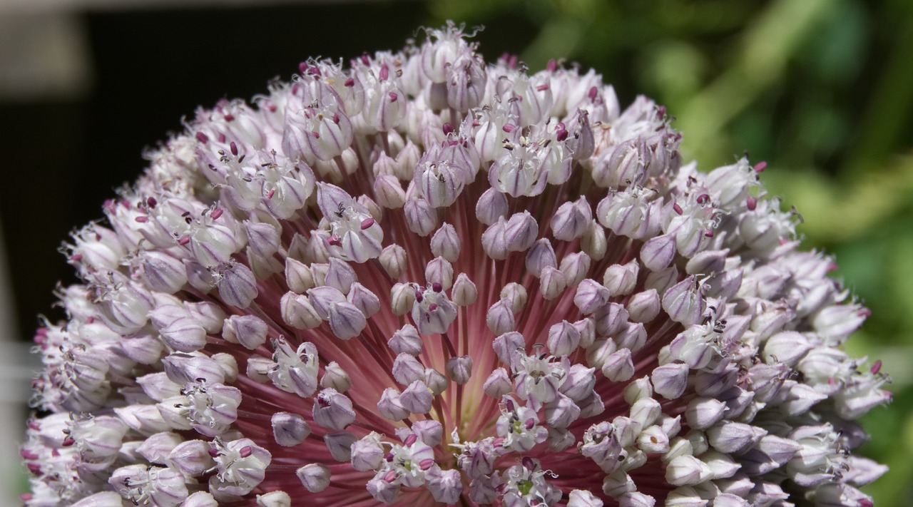 Image - flower garden leek pink flower